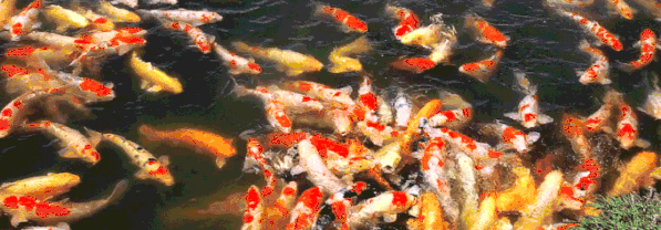 2.gif